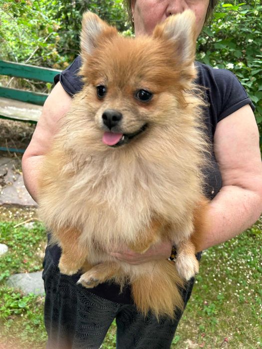 Продам щенков померанский шпиц