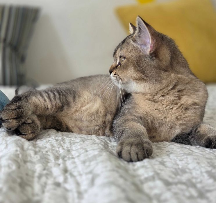 British shorthair cu pedigree motanel