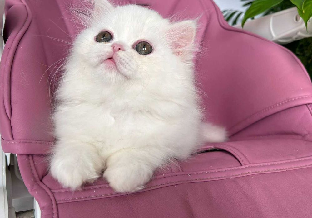 Pisicuță Scottish Straight Longhair, mic fulg de nea, deține Pedigree