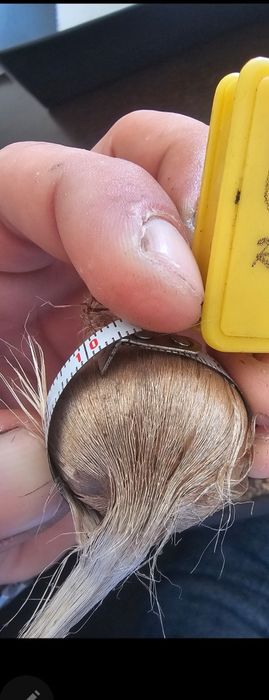 Bulbi de șofran /șofran pur