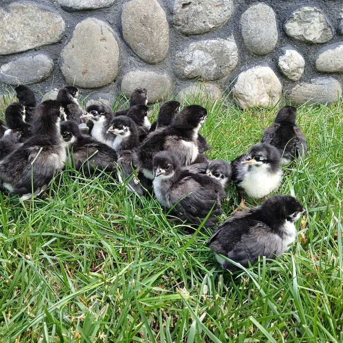 Puișori de gaina rasa Australorp/ Wyandotte