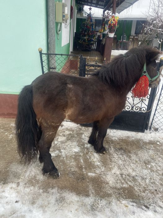 Vand ponei 4 anii sau schimb mai multe detali in scrieti in privat cei