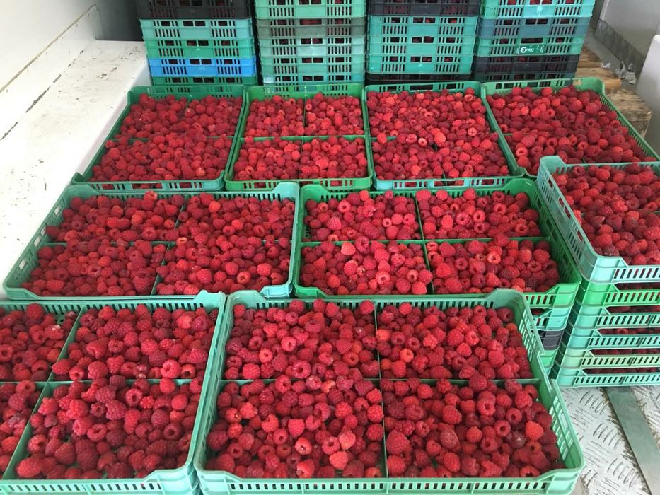 Доставка на зам. манатарка,челадинка, пачи крак и други