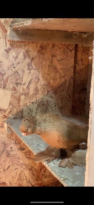 Голуби вольерные