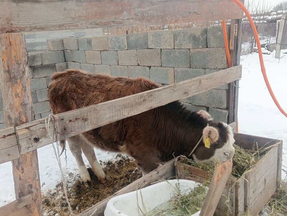 Тайынша сатылады