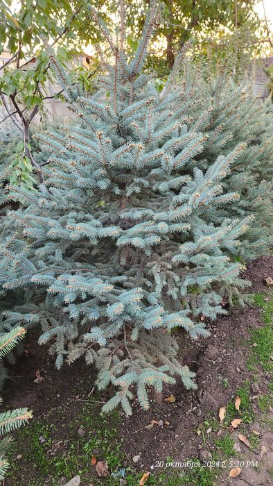 Элегантная голубая ель идеал для сада! Chiroyli goluboy archa арча ел