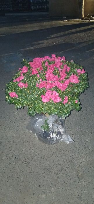 Комнатные растения Азалия Azaliya