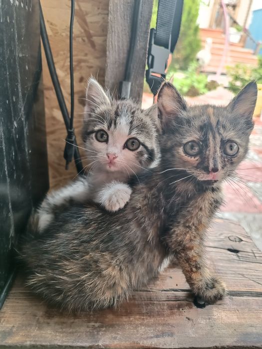 Отдам котят в добрые руки