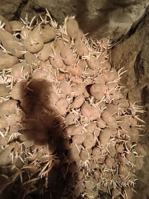 Картошка семена хорошая