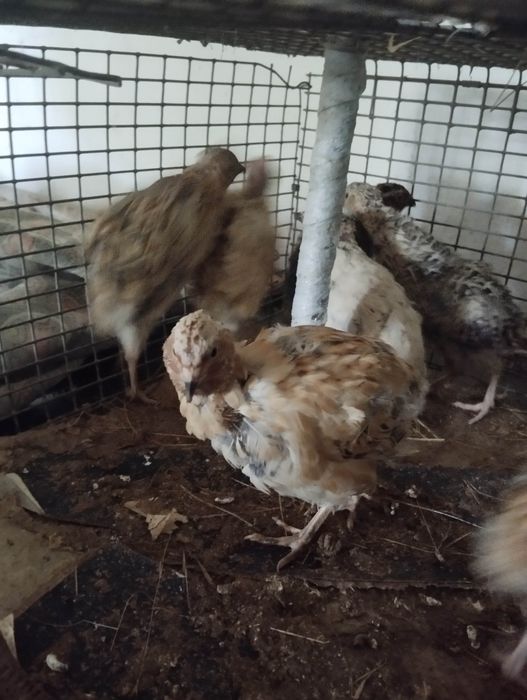 Бөдене . 9 штук  жаксы