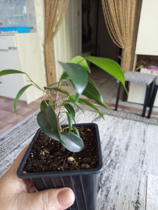 Продам комнатные растения