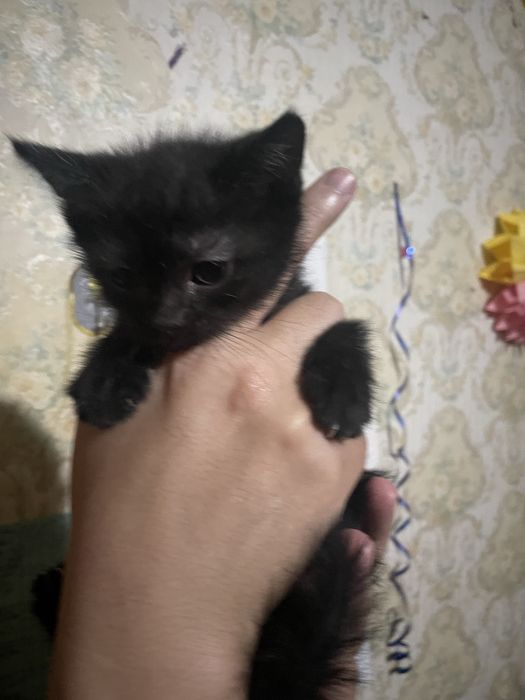 Продается котенок