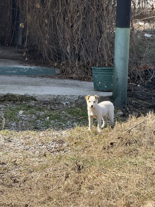 Дам в хорошие руки 2 щенков