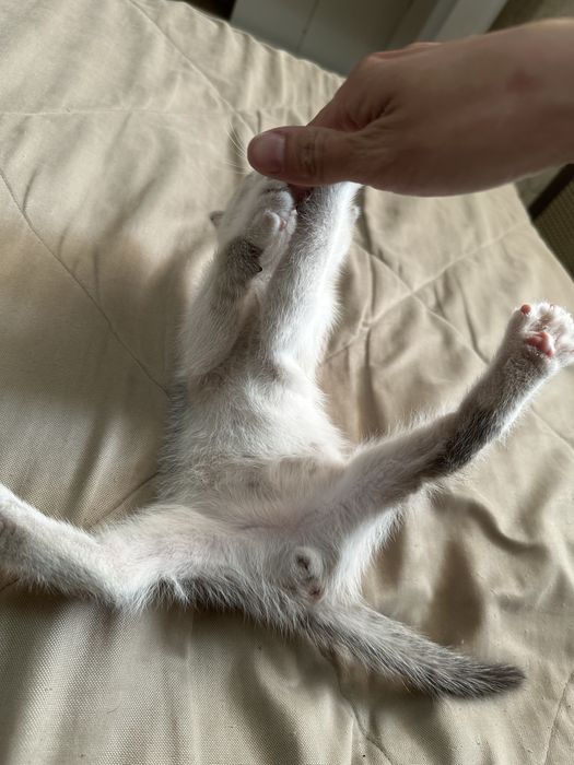 Отдам котят в хорошие руки