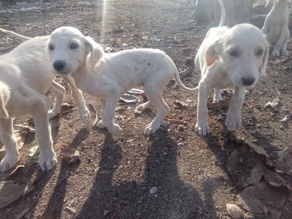 Продам щенков Тазы