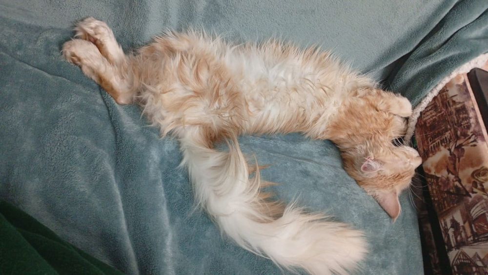 Мейн Кун, полидакт.