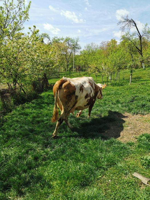 Vacă  de vânzare