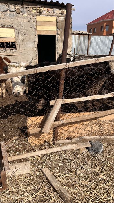 Сиыр сатам еки жас торт айлык