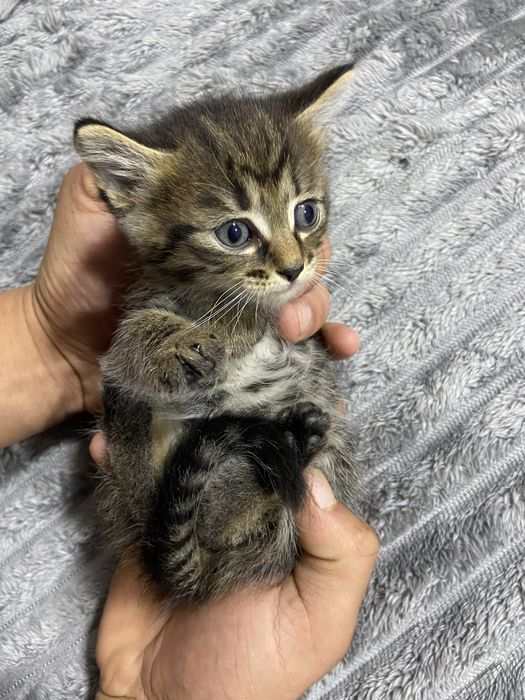Отдам котят в хороший руки!!