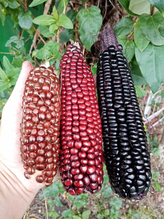 Vand Rasaduri de legume soiuri deosebite