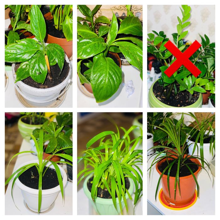 Комнатные цветы