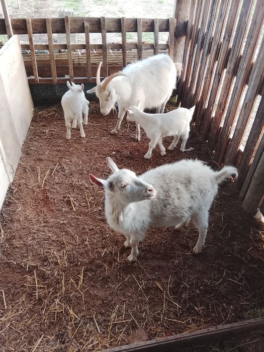 Козы козлята доилные