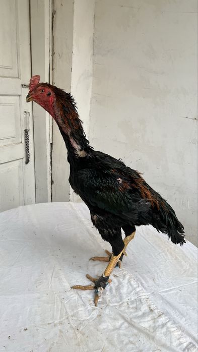 tullak xoʻroz tullak tovuq
