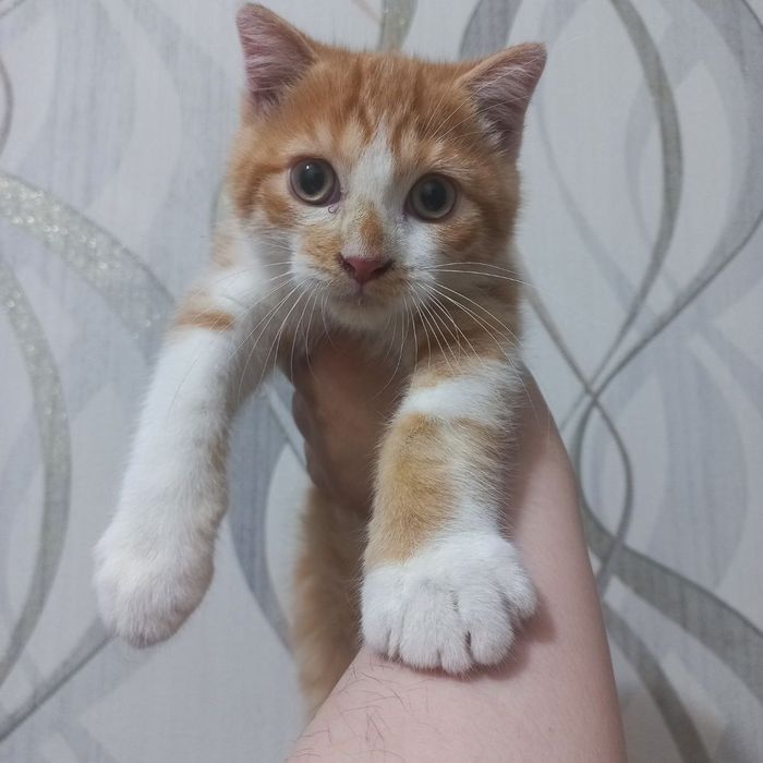 Скотиш фолд Мальчик