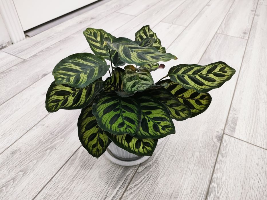 Комнатные цветы. Доставка