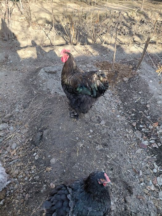 Тоза кохинлар сотилади 3 та макиён 1 та хуроз