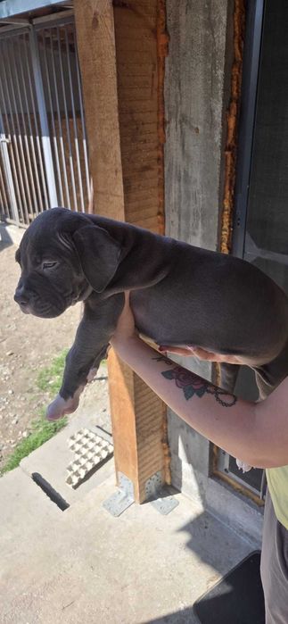 American bully xl