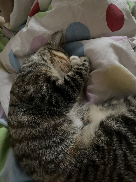 Отдам котенка в добрые руки