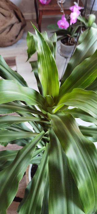 Дроцена широколистная