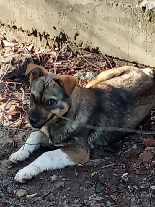 Отдам в хорошие руки