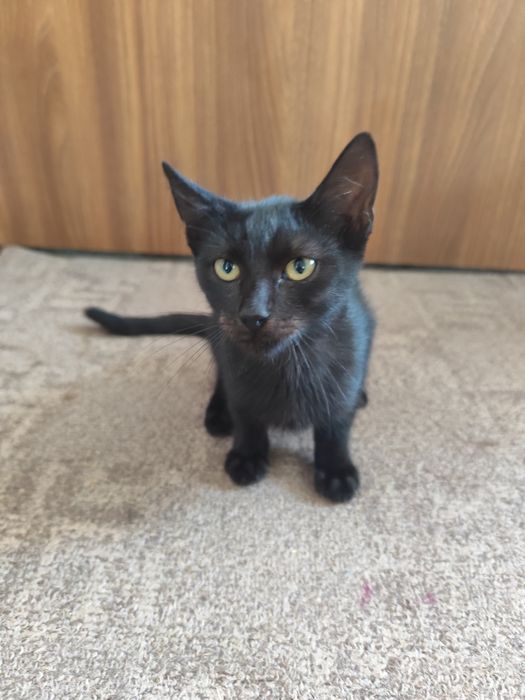 Adopție pisicuțe și pisoi