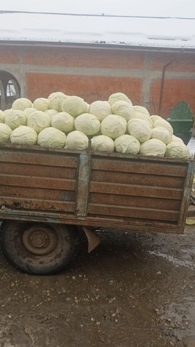 Vând varza curatata  aproximativ 3 tone