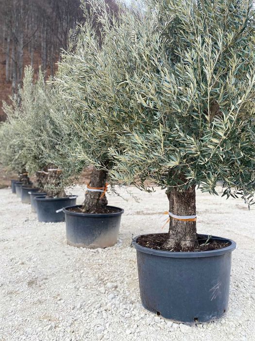 Maslin Secular Oleea Europaea