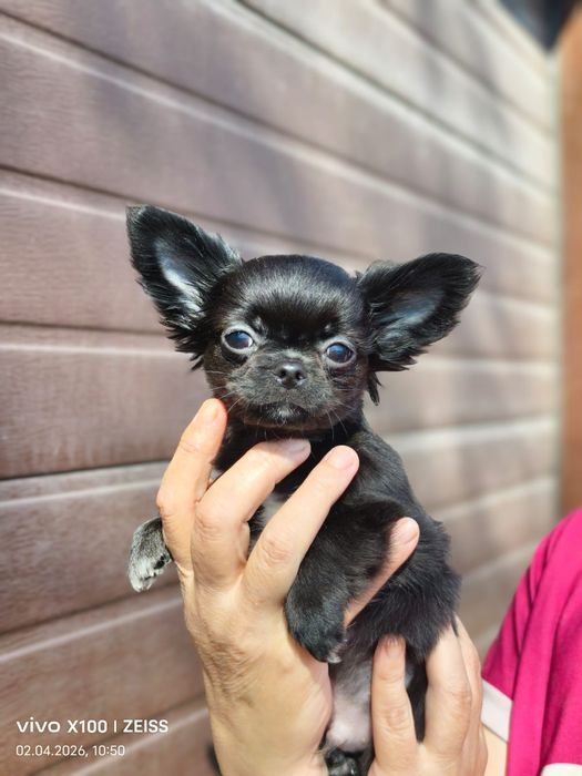 Очаровательный щенок чихуахуа.