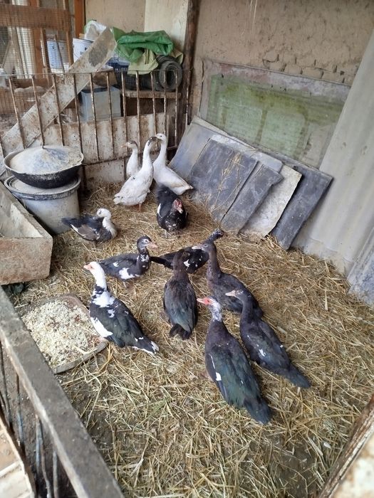 Индоуткалар сотилади