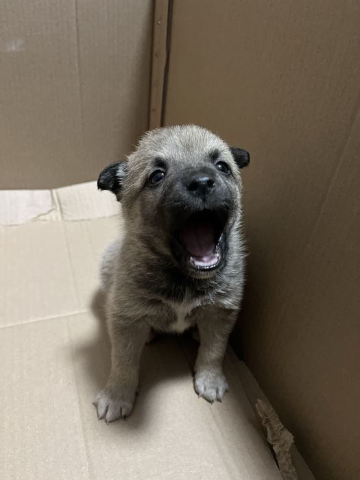 Отдаем щенка в хорошие руки