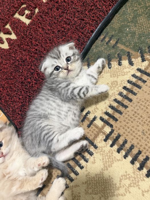 Продаются котата скотиш фолд