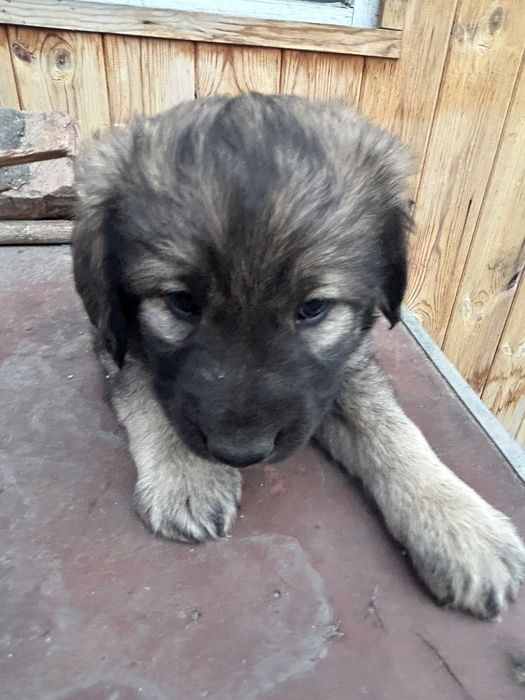 Отдам щенят даром.