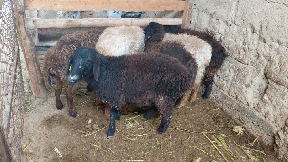 6 бас тоқты сатылады. 2 еркек 4 ургашы