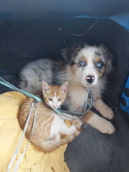 Красив австралийски овчар – мъжки, роден на 01.05.2023, търси нов дом