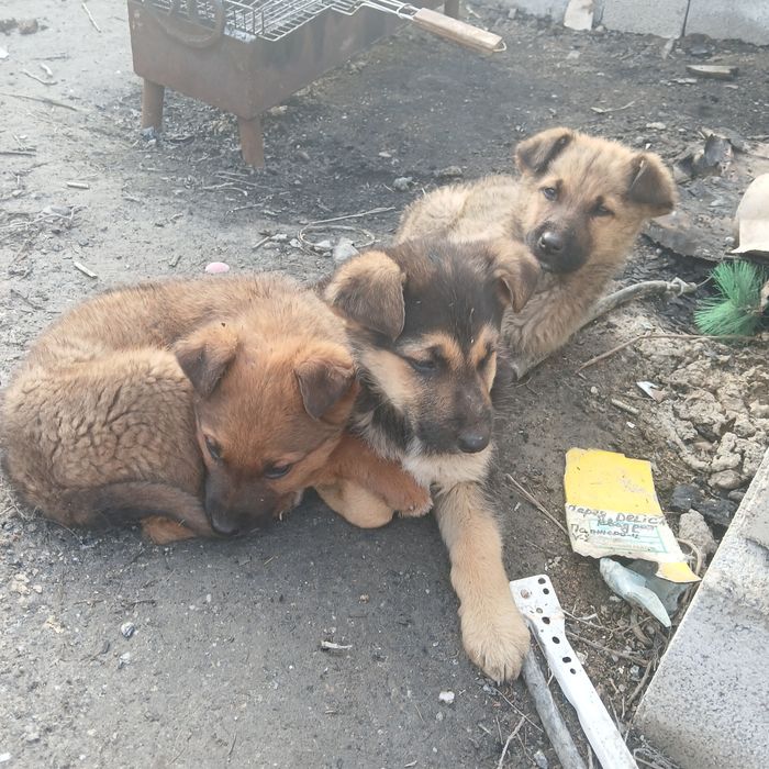 Щенки немецкой Овчарки