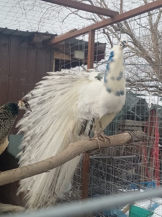 Pauni diferite varietati de culoare