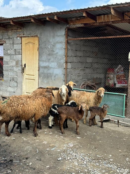 Козылы кой сатылады