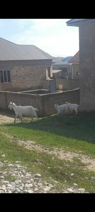 Зааненский ешкі екі лағымен