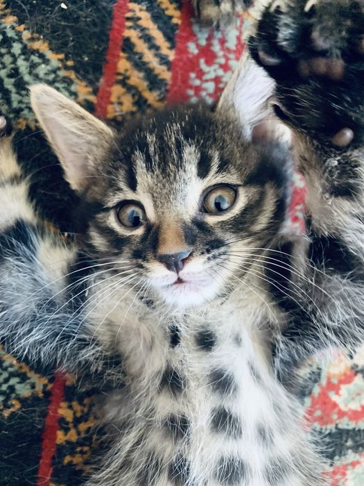 Отдаю котят бесплатно !
