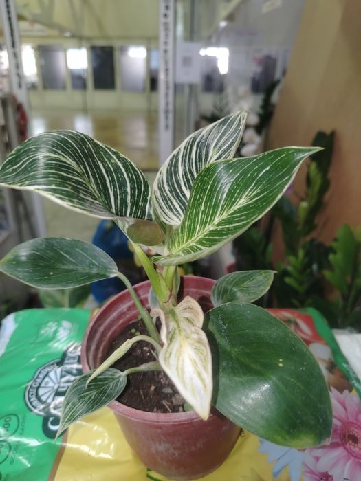 Филодедрон Биркин